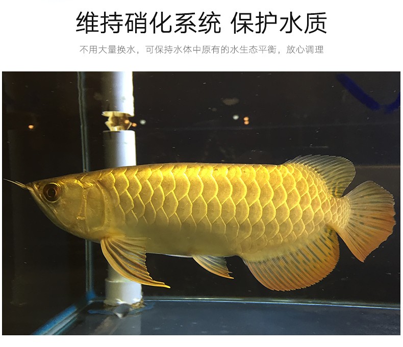 龍魚專用藥