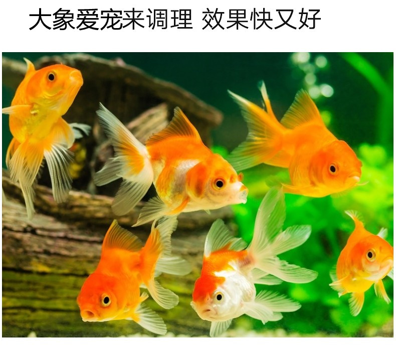 觀賞魚病治療